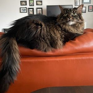 Meet your Posher, Tea